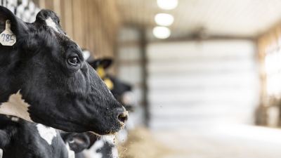 5 wichtige Spurenelemente für gesunde Rinder