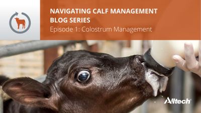 Dairy Calf Colostrum Management 