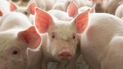Микотоксины в свиноводстве