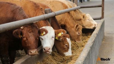 Gestione e alimentazione nei bovini da ingrasso