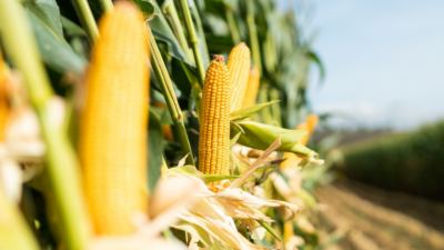 Emerging mycotoxins: What do we know so far?