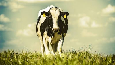 Nutrigenômica é utilizada no desenvolvimento de aditivos naturais para dieta de bovinos de leite