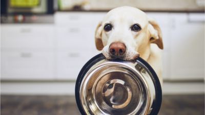 Las micotoxinas en el alimento para mascotas: Los riesgos para los perros  