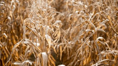 Diverse Weather Setting the Stage for Mycotoxin Risk