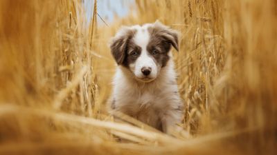 dog in field