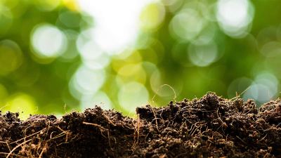 Conheça o efeito priming da matéria orgânica do solo e como ele pode ajudar no melhor desenvolvimento dos cultivos