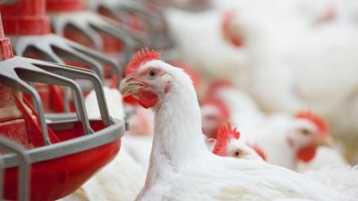 Alta de grãos: enzimas e controle de micotoxinas ajudam a reduzir custos na avicultura 