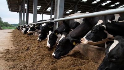 Тепловой стресс у дойных коров