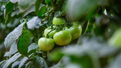 Saiba como aumentar a resistência natural do tomateiro e ter ganhos em produtividade
