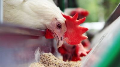 La revolución de las enzimas en la avicultura: Beneficios demostrados