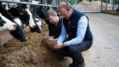 dairy heat stress in feeds and forage 