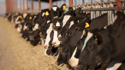  heat stress in milking cows 