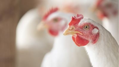 10 signos de advertencia de la presencia de micotoxinas en sus aves 