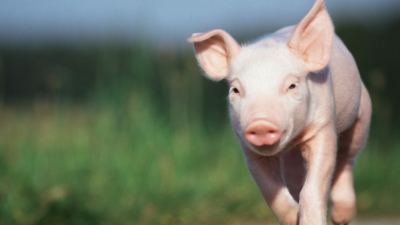 Здоров’я починається з кишечника: вплив мікробіома свині