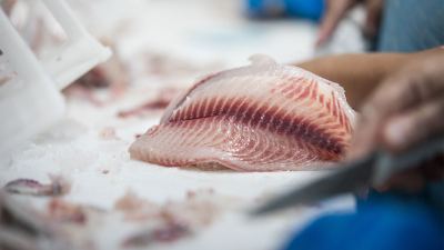 Tecnologias nutricionais promovem maior frescor e qualidade da carne de pescados