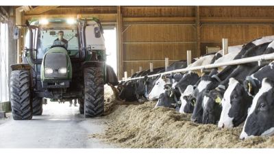 Dairy cows in a barn feeding