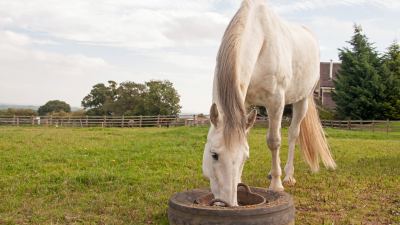 Equine Trace Minerals