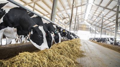 Dairy Cows feeding in a barn
