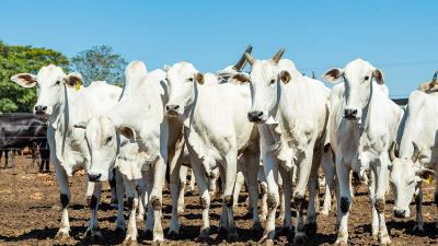 CROMO: mineral essencial para bovinos de corte