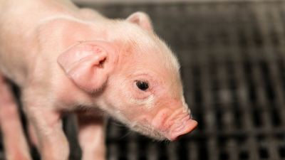 Schweineproduktion ohne Zinkoxid
