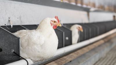 3 FAQs about antibiotic-free production in poultry