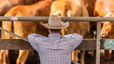 Uso de enzimas exógenas para mejorar los parámetros zootécnicos en la terminación del ganado en confinamiento