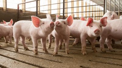 Zinc oxide ban in pigs