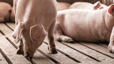 Air quality in pig barns