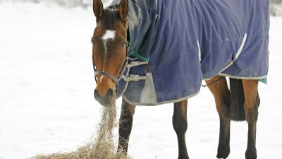 Winter feeding for horses