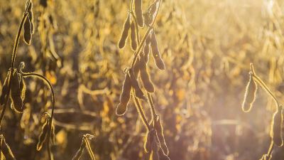A produção de grãos no verão e o manejo nutricional com foco na produtividade