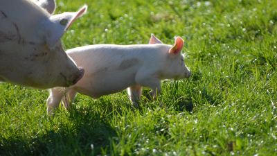 Pig and piglet in a field