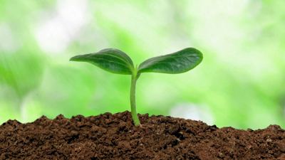 picture of a seedling in soil