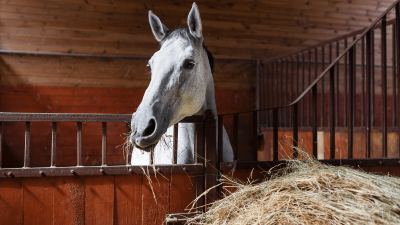 Horse with hay