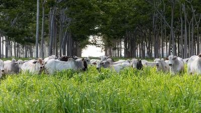 Beef Cattle grazing under a tree canopy in Brazil
