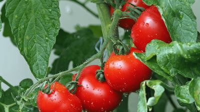 Tomato production