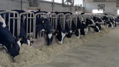 Тепловой стресс в молочном животноводстве