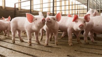 Interdiction d'oxyde de zinc dans la production porcine