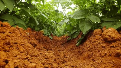 Soil microbes