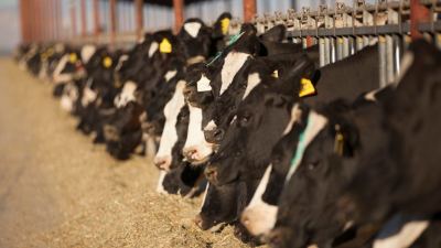 Viabilizar la sostenibilidad en la ganadería lechera desde la nutrición