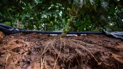 Soil health Alltech Crop Science