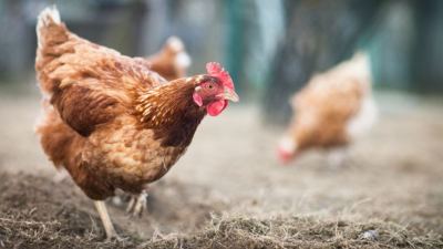 Heat stress in poultry: Causes and treatments