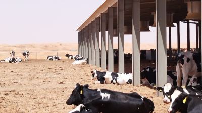 A dairy farm in Al Ain, UAE.