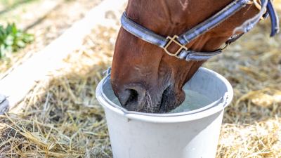 Electrolytes For Equines
