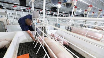 Feeding pigs, feed manufacturing
