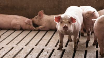 Pig feed efficiency