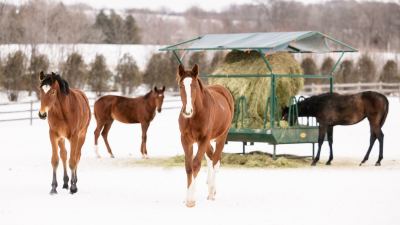 How much hay to feed a horse in the winter