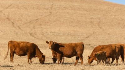 Tips for improving forage digestion in beef cattle