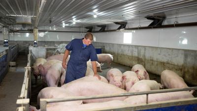The economic benefits of utilizing Triad® in sow operations