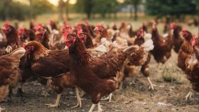 Tendances de la production d'œufs de poules en liberté et impact sur le bien-être des poules pondeuses