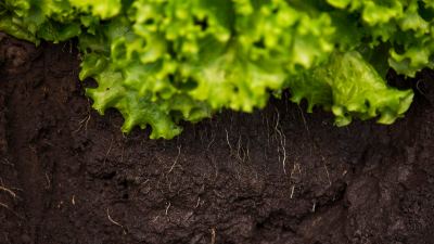 Unraveling the Secrets of Soil Health